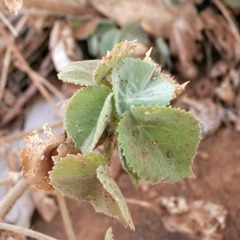 Abutilon leucopetalum
