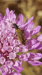 Oedemera simplex