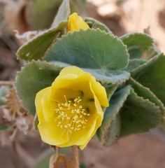 Abutilon leucopetalum