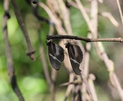 Heliconius clysonymus