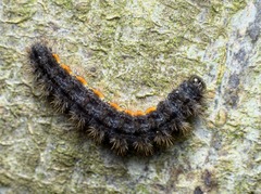 Eilema lurideola