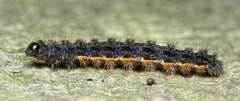 Eilema lurideola