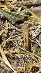 Chorthippus brunneus