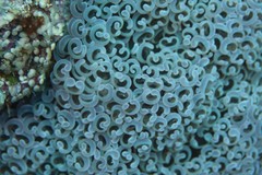 Fimbriaphyllia ancora