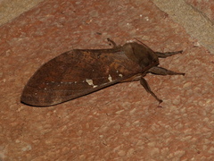 Oxycanus beltista