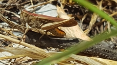 Chorthippus brunneus