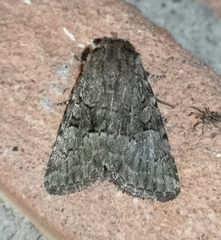 Clemathada calberlai