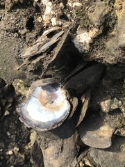 Isognomon alatus