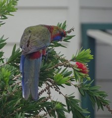 Platycercus elegans melanopterus