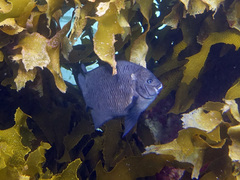 Parma alboscapularis