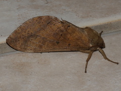 Oxycanus beltista