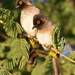 Typical Bulbuls - Photo (c) copper, some rights reserved (CC BY-NC), uploaded by copper