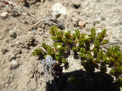 Colobanthus lycopodioides
