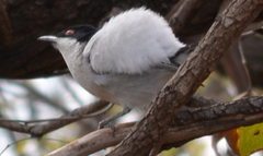 Dryoscopus cubla hamatus