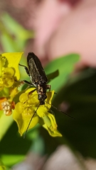 Oedemera flavipes