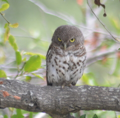 Glaucidium capense