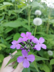 Hesperis pycnotricha