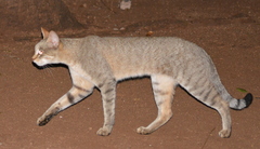 Felis lybica cafra