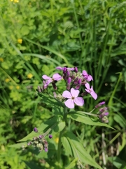 Hesperis pycnotricha