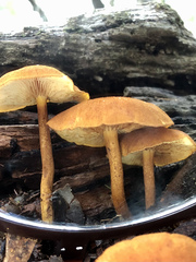 Gymnopilus ferruginosus