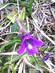 Pinguicula