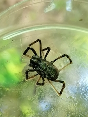 Egaenus convexus