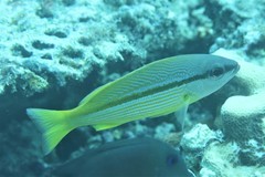 Lutjanus vitta