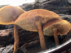 Gymnopilus ferruginosus