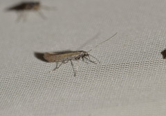 Aspilapteryx tringipennella