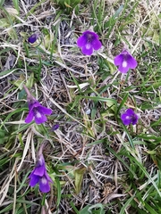 Pinguicula
