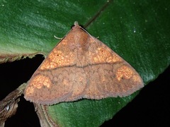 Saroba antecedens