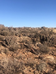 Euphorbia stellispina