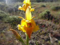 Chloraea alpina