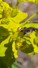 Oedemera flavipes