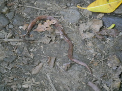 Atractus sanctaemartae