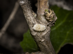 Phenacoccus madeirensis