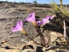 Oxalis depressa-pocockiae