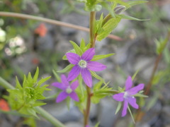 Legousia falcata