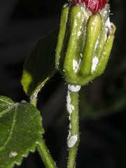 Phenacoccus madeirensis