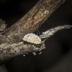 Phenacoccus madeirensis