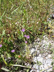 Legousia falcata