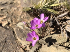 Oxalis depressa-pocockiae