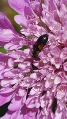 Divales bipustulatus