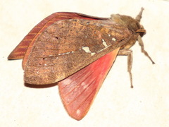 Oxycanus beltista