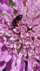 Divales bipustulatus