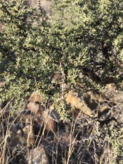 Condalia ericoides