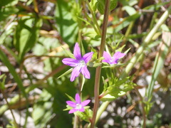 Legousia falcata