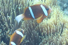Amphiprion