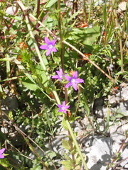 Legousia falcata