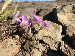 Oxalis depressa-pocockiae